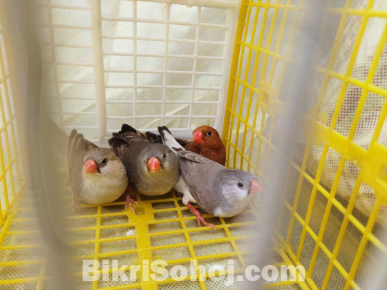 High mutation zebra finch